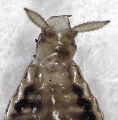 Celeriblattina minor