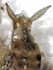 Celeriblattina minor