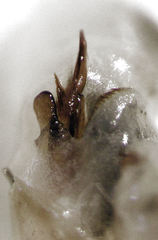 Celeriblattina minor