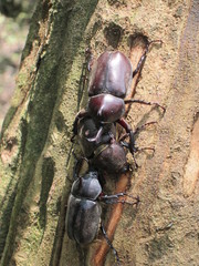 Trypoxylus dichotomus tsunobosonis