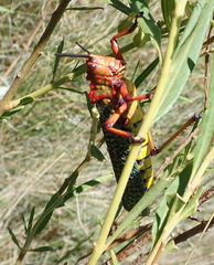 Phymateus morbillosus morbillosus