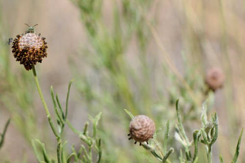Image of Ratibida tagetes by (c) Elliott Gordon, some rights reserved (CC BY)