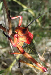 Phymateus morbillosus morbillosus