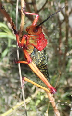 Phymateus morbillosus morbillosus