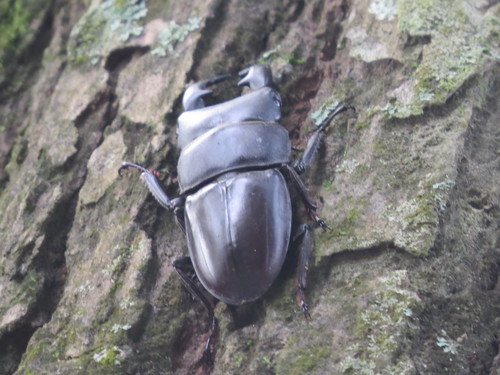 Dorcus grandis · iNaturalist