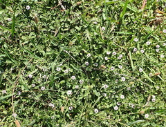 Phyla nodiflora nodiflora