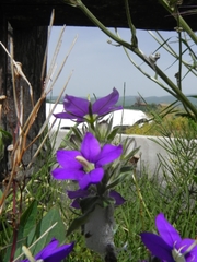 Legousia speculum-veneris