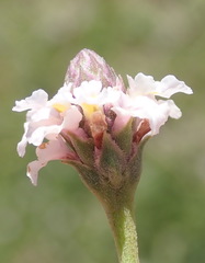 Phyla nodiflora nodiflora