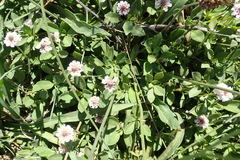 Phyla nodiflora nodiflora