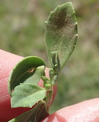 Phyla nodiflora nodiflora