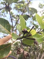 Arillastrum gummiferum