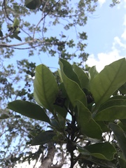 Arillastrum gummiferum