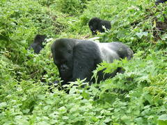 Gorilla beringei beringei