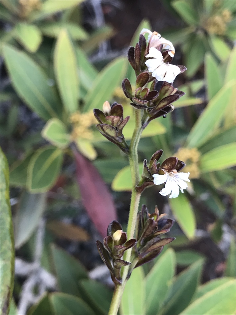 Scaevola beckii