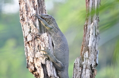 Varanus salvator macromaculatus