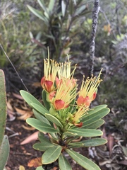 Xanthostemon aurantiacus
