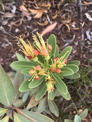 Xanthostemon aurantiacus