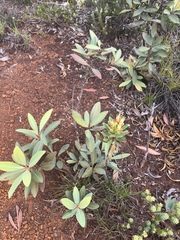 Xanthostemon aurantiacus