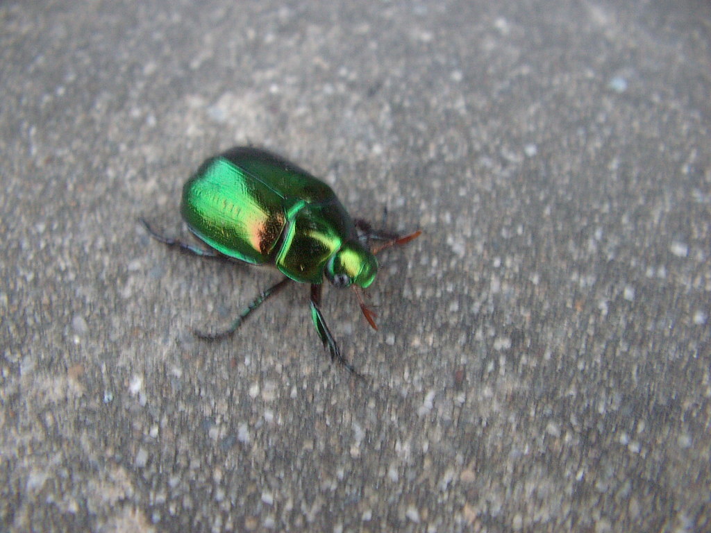 Japanese Fruit Beetle from 台灣雲林縣 on May 15, 2005 at 0522 AM by ttnwen