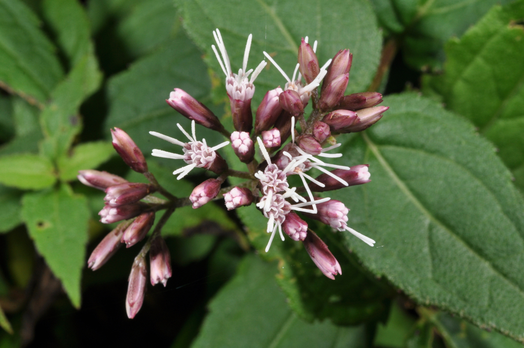Eupatorium shimadae