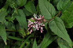 Eupatorium shimadae