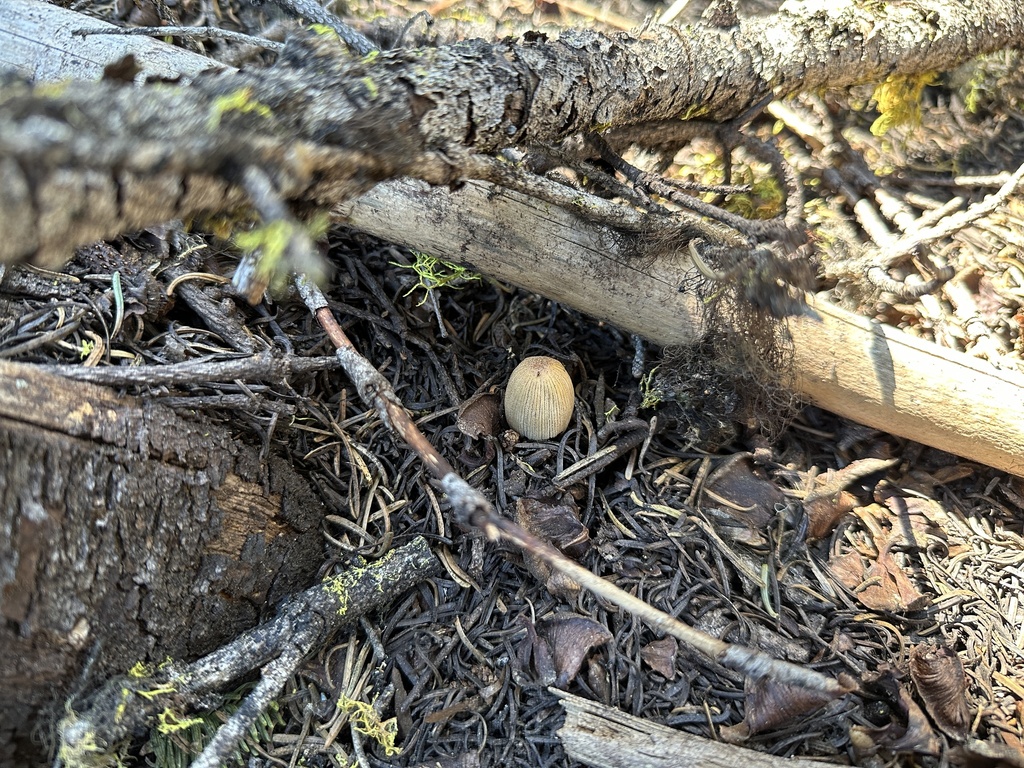 Coprinellus sp. 'radians-CA03'