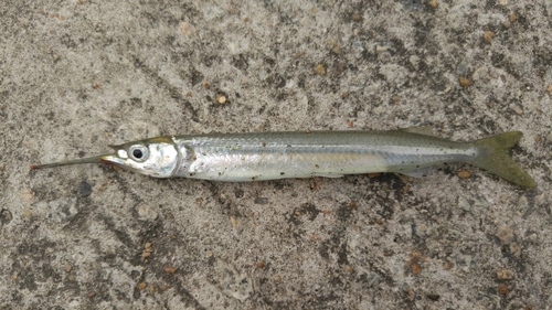 Congaturi halfbeak (Hyporhamphus limbatus) — Hemiramphidae — 3