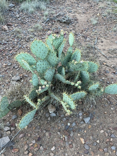 Image of Opuntia chisosensis by no rights reserved