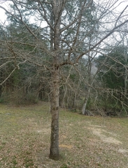 Quercus sinuata sinuata