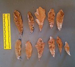 Quercus sinuata sinuata