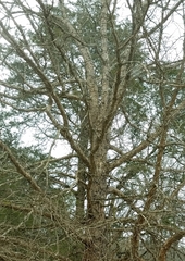 Quercus sinuata sinuata