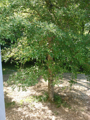 Quercus sinuata sinuata