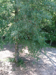 Quercus sinuata sinuata