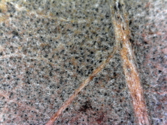 Quercus sinuata sinuata