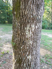 Quercus sinuata sinuata