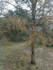 Quercus sinuata sinuata