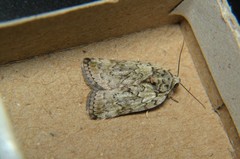 Nycteola