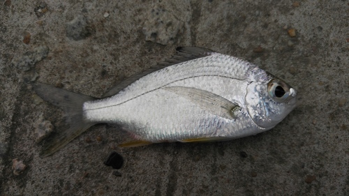 Japanese silver-biddy (Gerres japonicus) — Gerreidae — 5