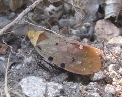 Penthicodes atomaria