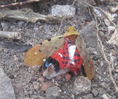 Penthicodes atomaria