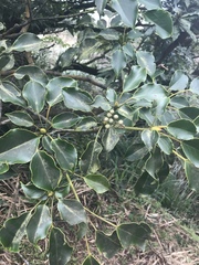 Trochodendron aralioides