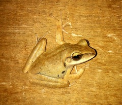 Polypedates megacephalus