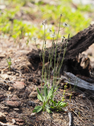 Image of Hieracium fendleri by (c) Rob Trame, some rights reserved (CC BY)