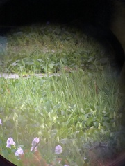 Ixobrychus cinnamomeus