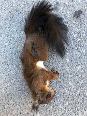 Sciurus vulgaris