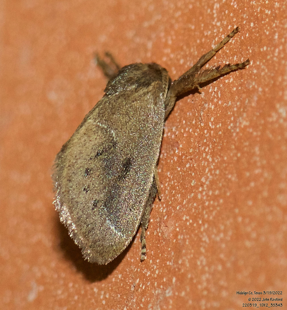 Adoneta gemina