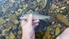 Moxostoma pisolabrum