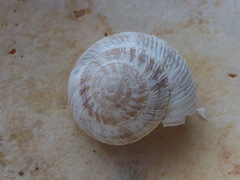 Xerocrassa carinatoglobosa