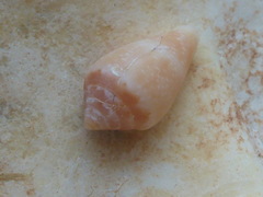 Conus ventricosus
