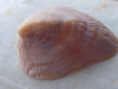 Vetigastropoda